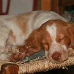 Les Fleurs Du Parc Panzió *