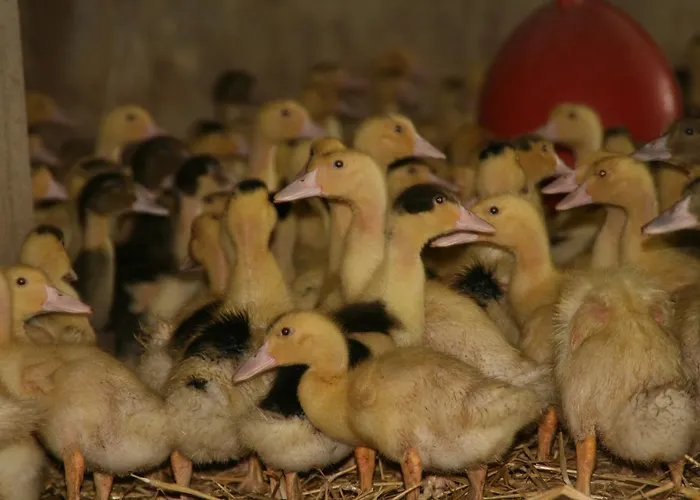 Les Fleurs Du Parc *