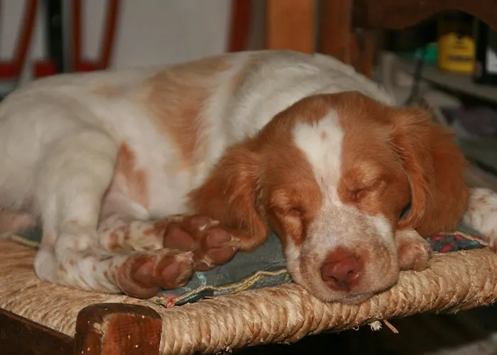 Les Fleurs Du Parc Bed & Breakfast *