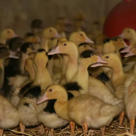 Les Fleurs Du Parc *